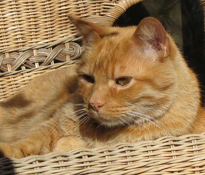702px-Orange-tabby-cat